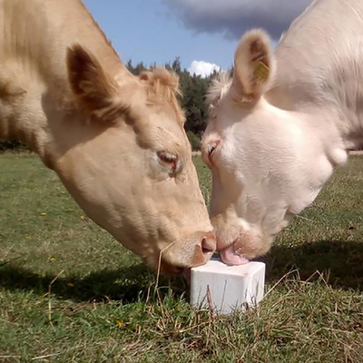 ODMの高力塀の付属品の栄養物牛はブロックを舐める