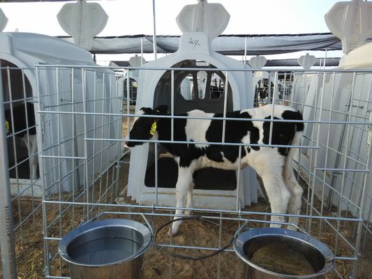 牛家のための2.3*1.5mの酪農場の子牛の箱