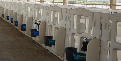 白い LLDPE で 製造 さ れ た 高品質 の 牛 の ペン は,安全 で 快適 な 牛 の 飼育 の ため の 理想 的 な 選択 です