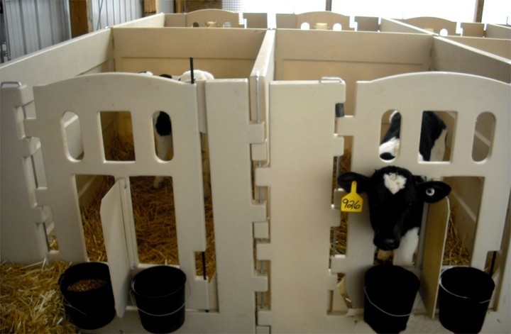 白い LLDPE で 製造 さ れ た 高品質 の 牛 の ペン は,安全 で 快適 な 牛 の 飼育 の ため の 理想 的 な 選択 です