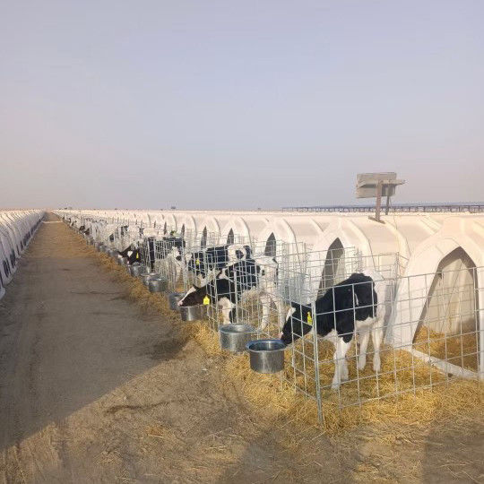 ポリエチレン製乳牛の飼育用小児用小児用小児用小児用小児用小児用小児用小児用小児用小児用小児用小児用小児用小児用小児用